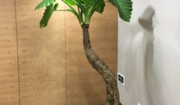 室内家庭盆栽植物风水运势分析