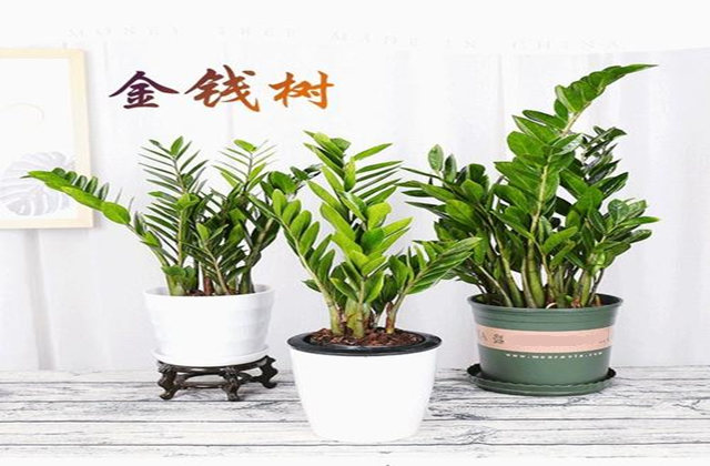 家里客厅种什么植物催财