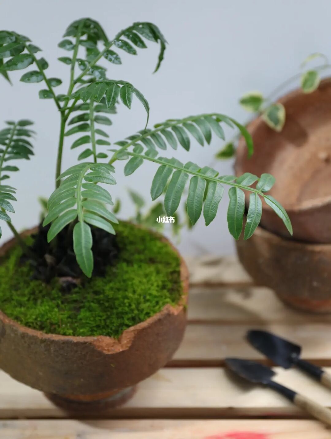 室内家庭盆栽植物风水运势分析