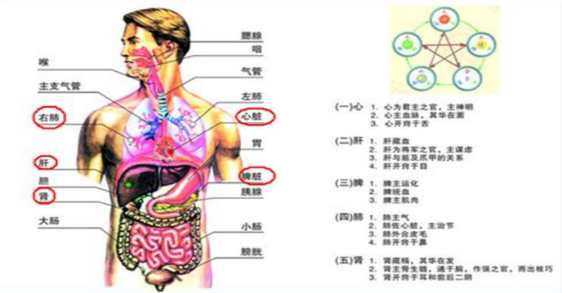 五行与健康的对应关系 明白这些你就是半个医生！